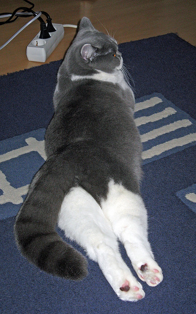 当铁血蓝衣遇上高卢雄鸡，马琳带队改写欧洲足球格局