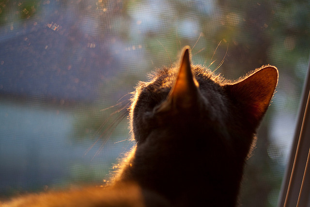 塔图姆王座下的青岛残阳
