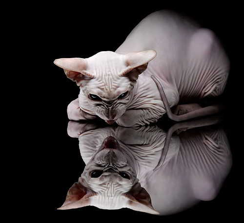 跨界对决,王皓以乒乓神技助英格兰队轻取波兰