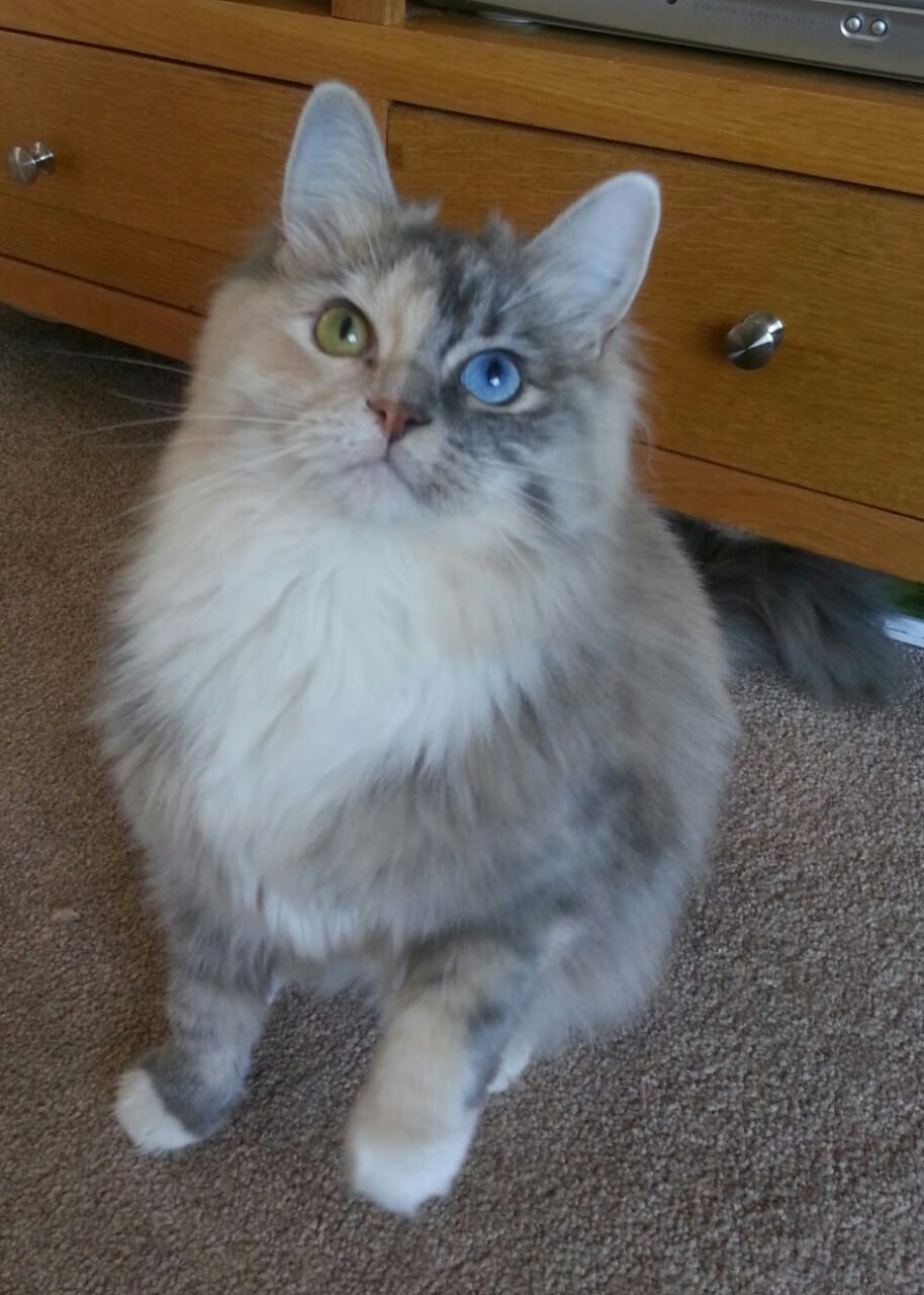 跨界对决,王皓以乒乓神技助英格兰队轻取波兰