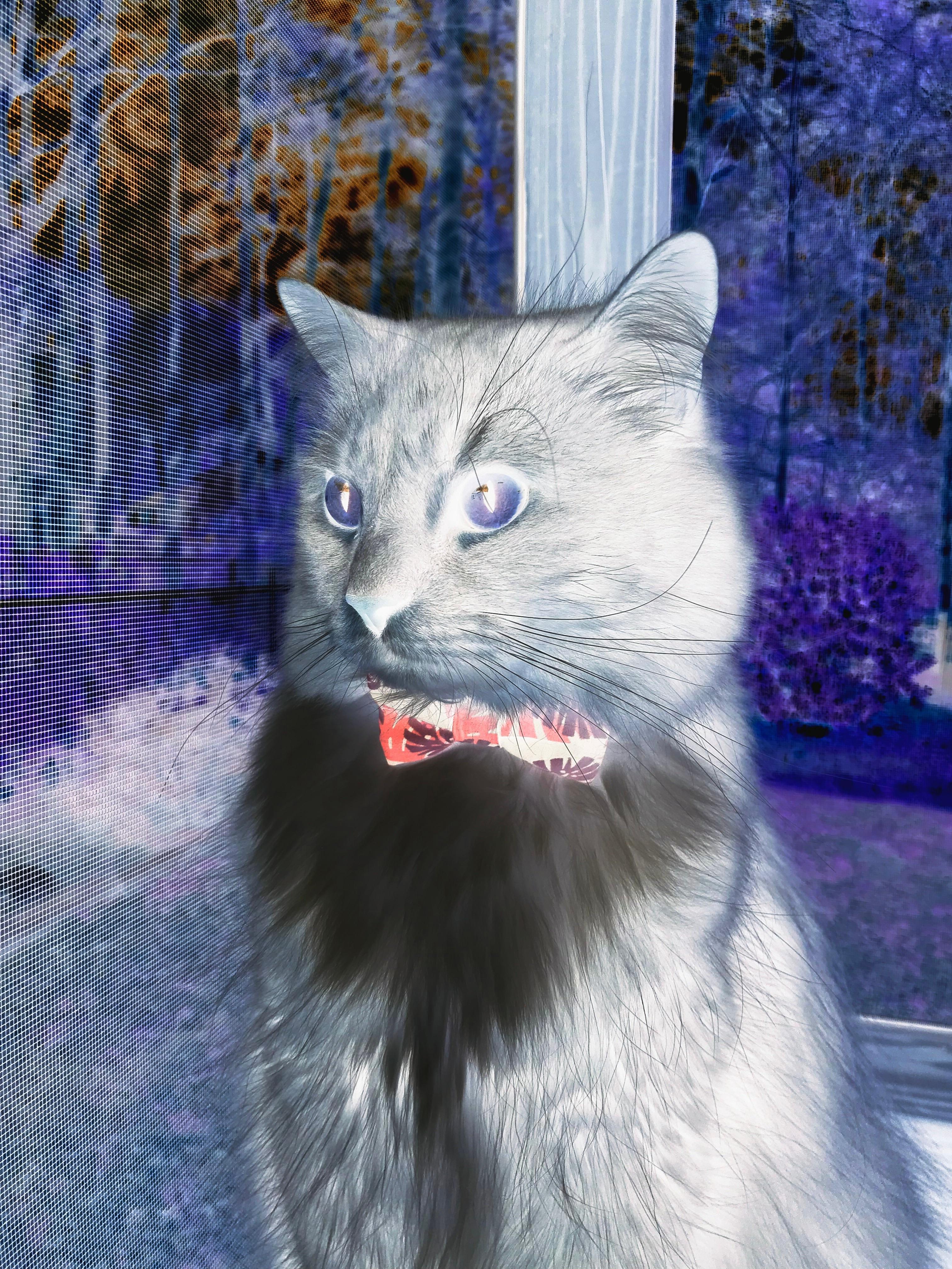 东北虎吞噬骑士，布伦森攻防两端的教科书表演