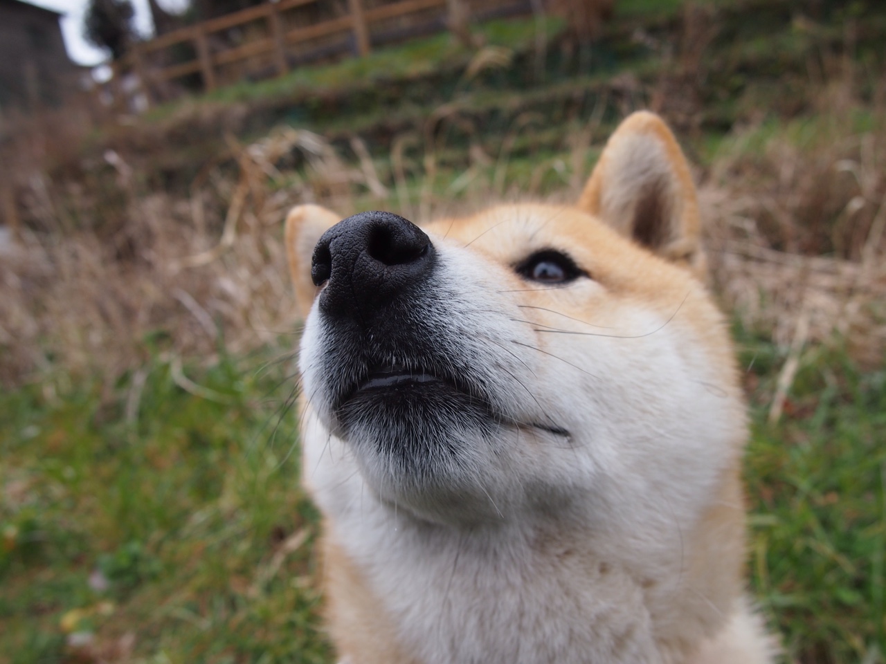 悬崖上的枫叶，当伊萨克在文明的裂缝中点燃冰与火