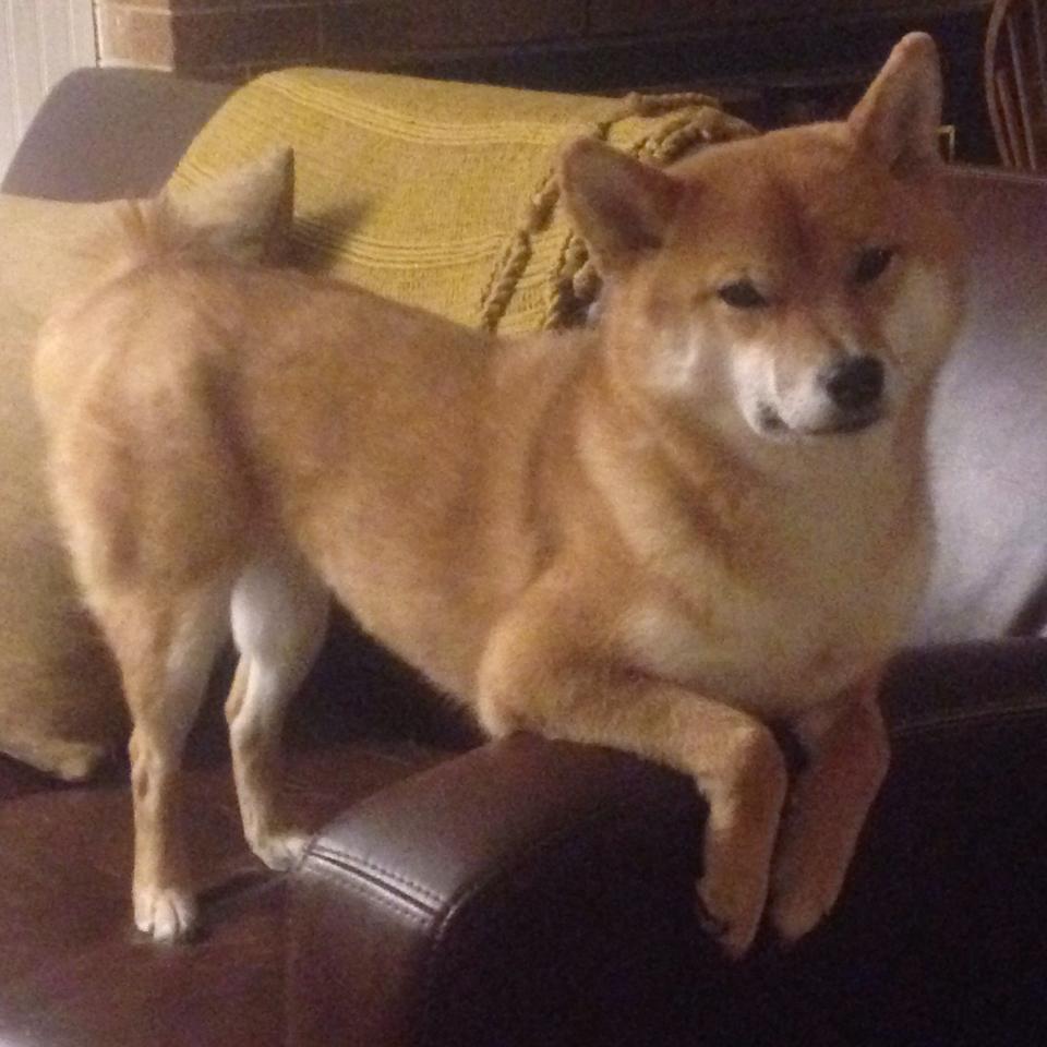 凿穿黑夜，约基奇40+三双改写西决生死战的巨人神话