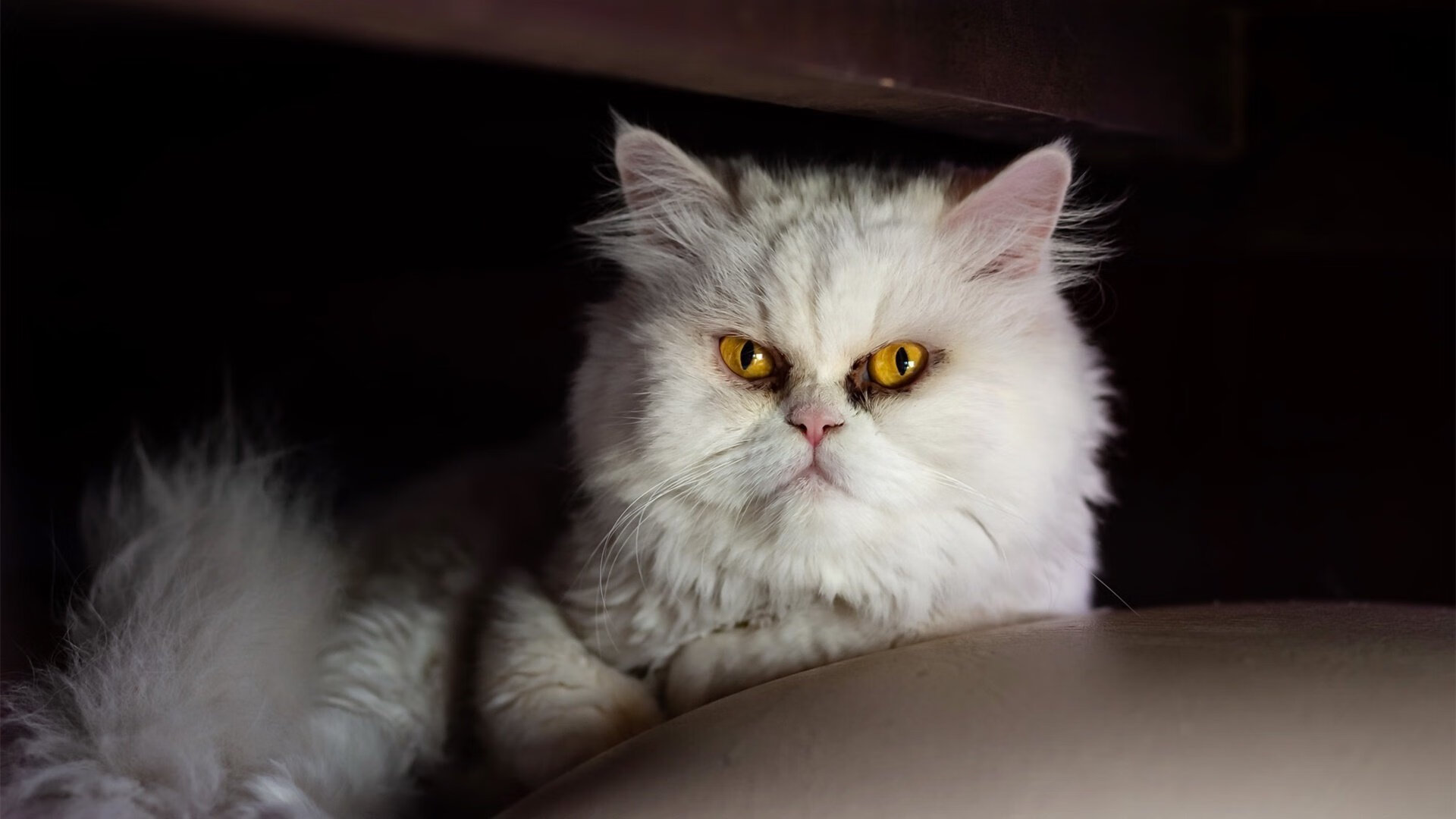 唯一性的绽放，克瓦拉茨赫利亚的爆发与洪都拉斯掀翻拜仁的奇迹