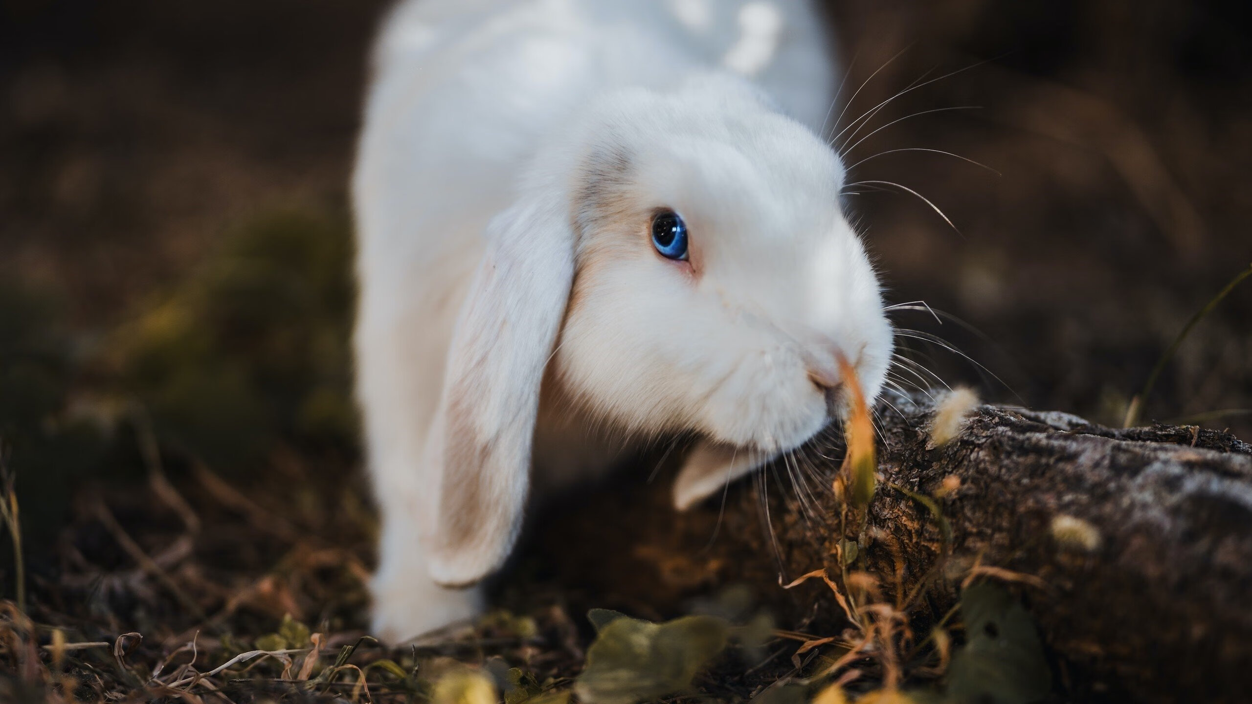 银石决斗，爵士在油门上的王冠之战