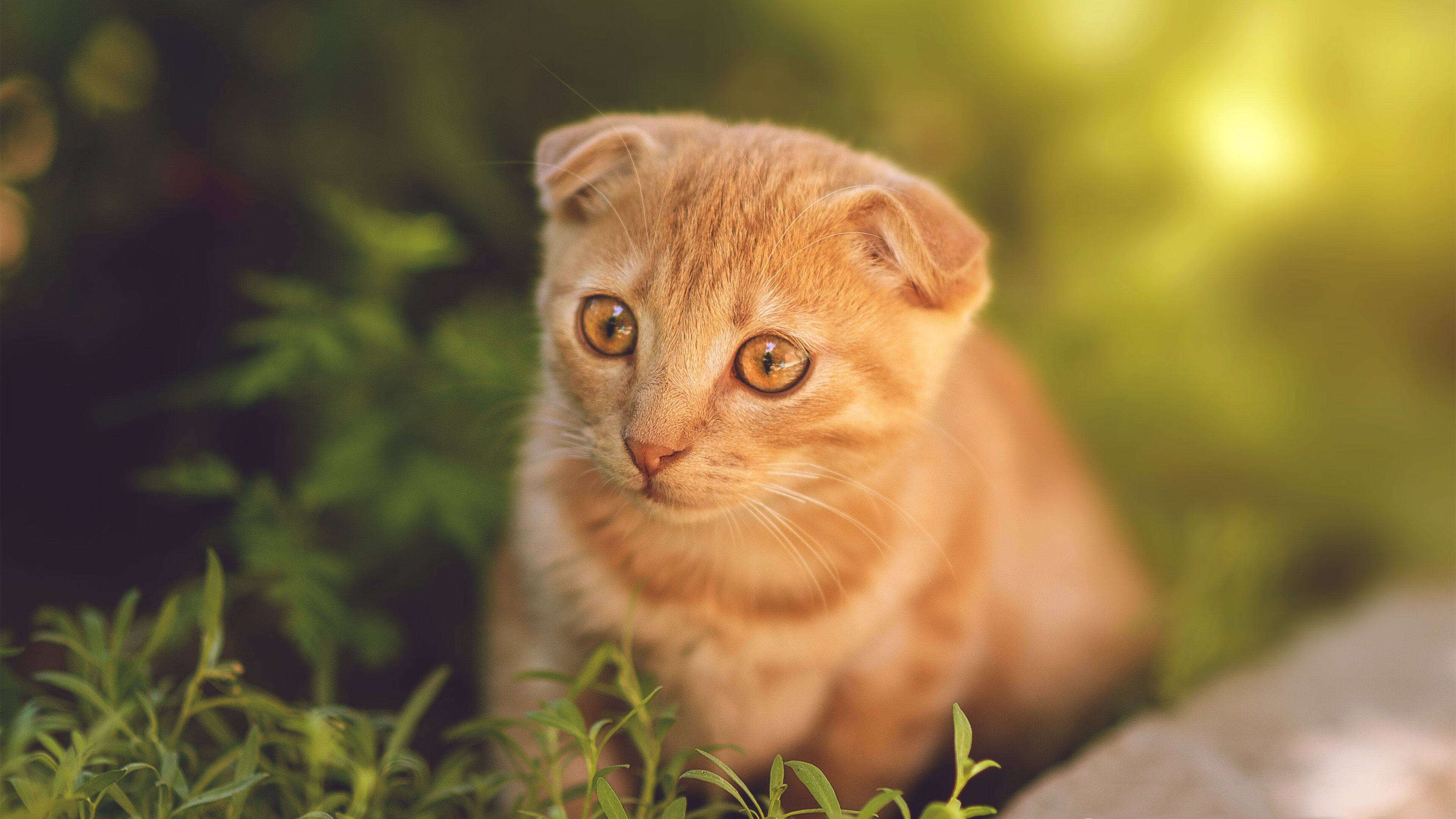 从绿茵场到街道赛道,阿什拉夫的双面速度传奇