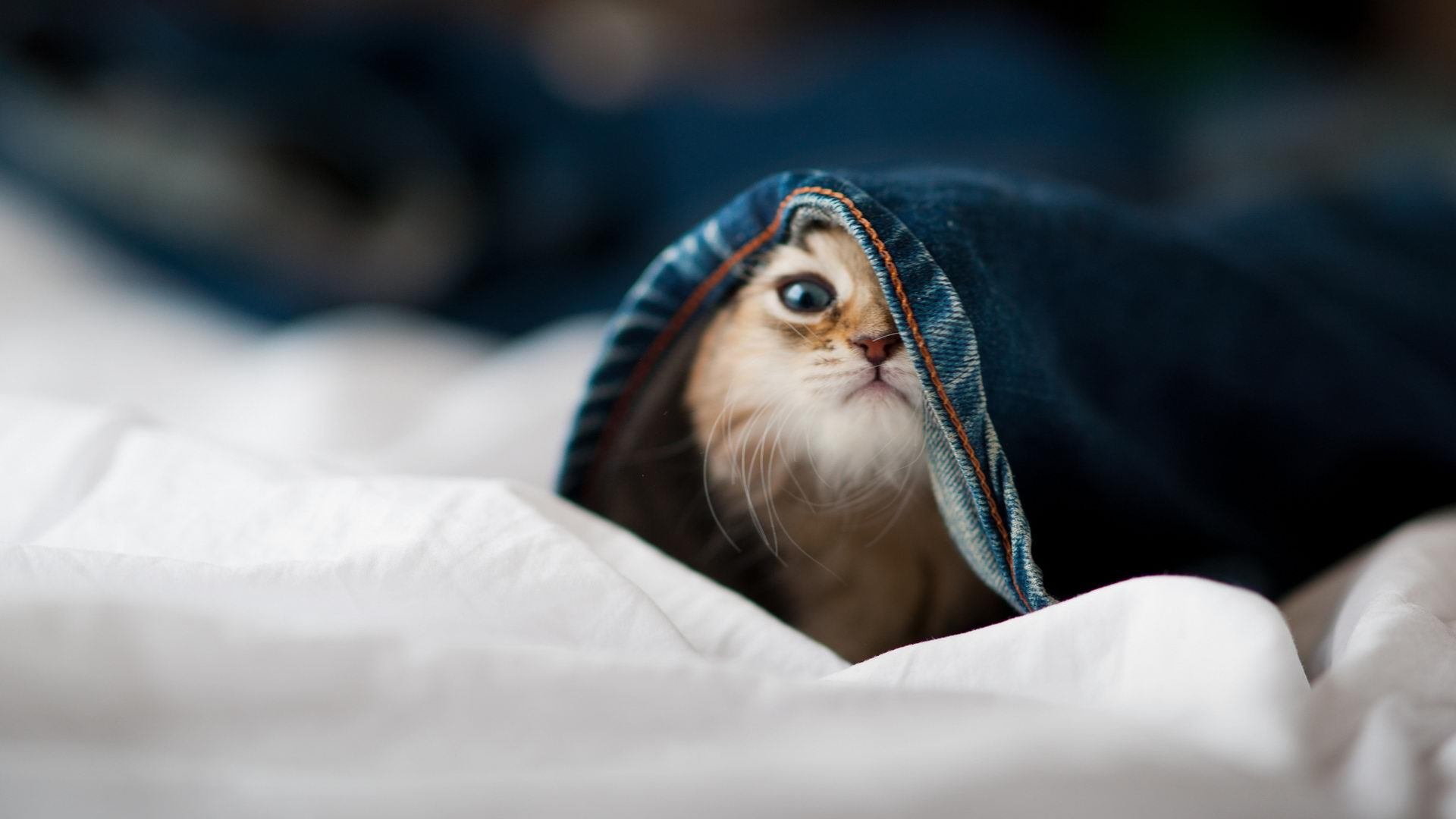 世纪斗酒，墨西哥龙舌兰如何靠范戴克掀翻中国白酒，重塑全球烈酒版图？