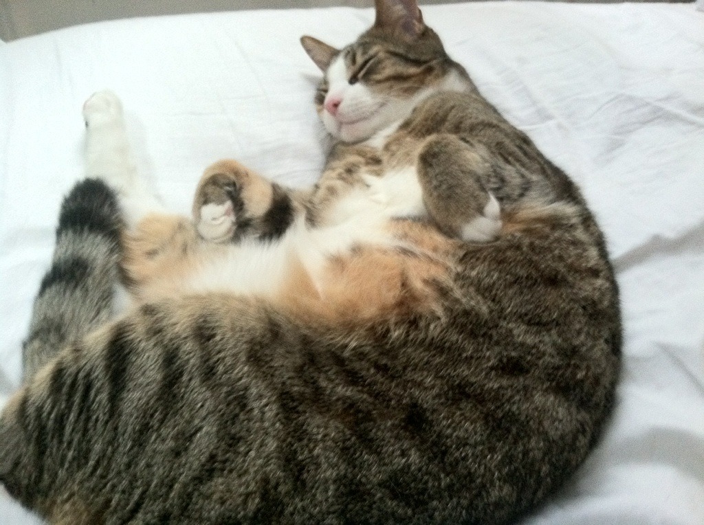 夜战圣西罗,迪亚斯单骑撕破防线,米兰嗅到久违的血性