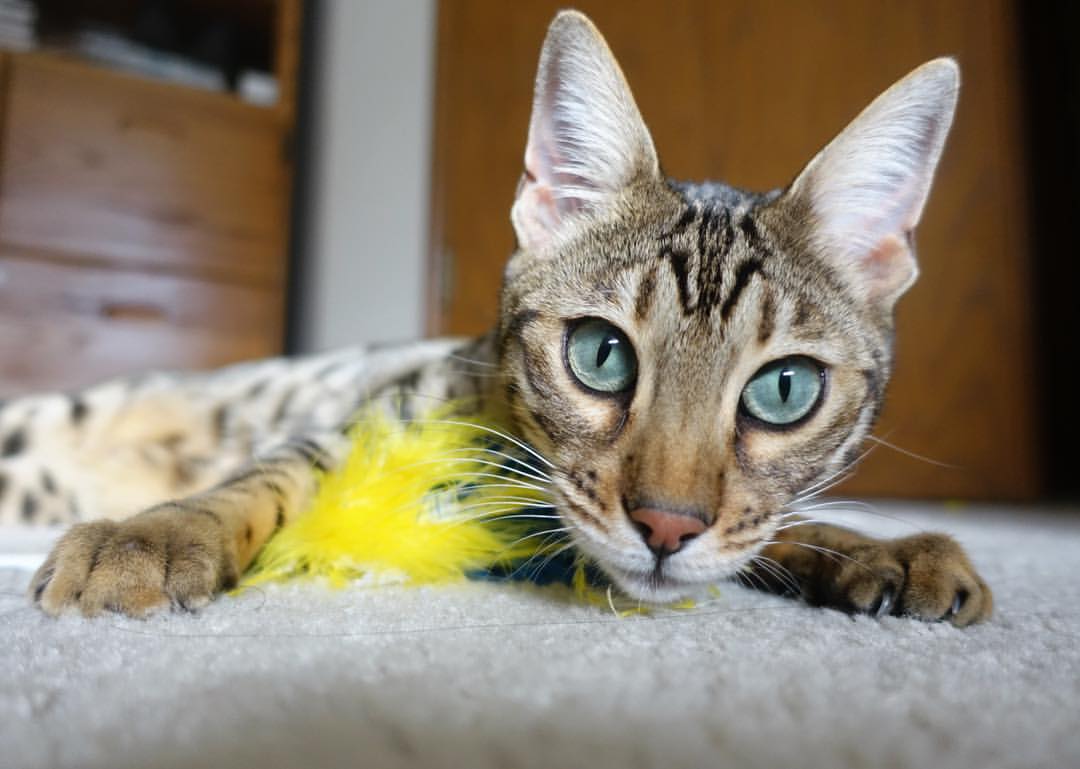 不可复制的十分钟,当劳塔罗降维打击中国防线的梦幻与真实