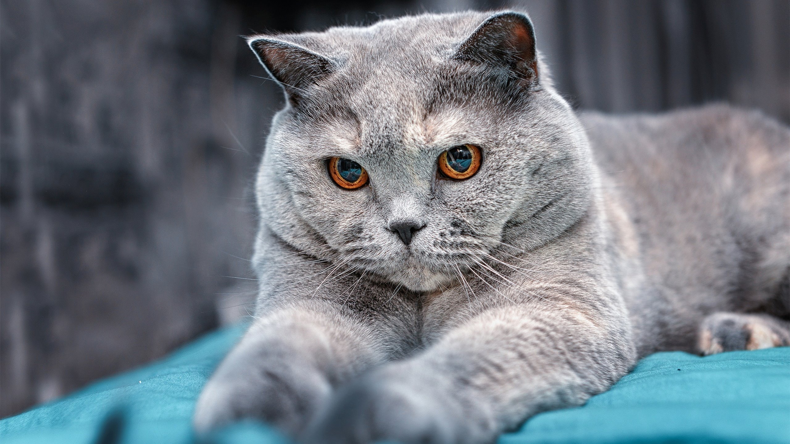 天蓝防线前的无声征服，尤文稳扎稳打的艺术胜利