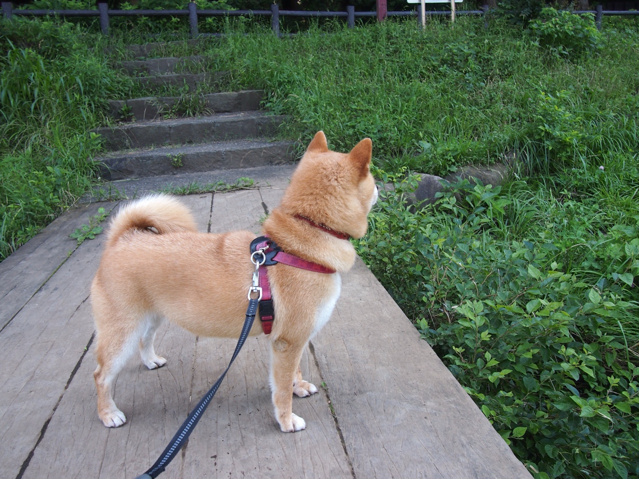 钢铁森林的搅局者,霍勒迪如何刺破骑士布下的天罗地网