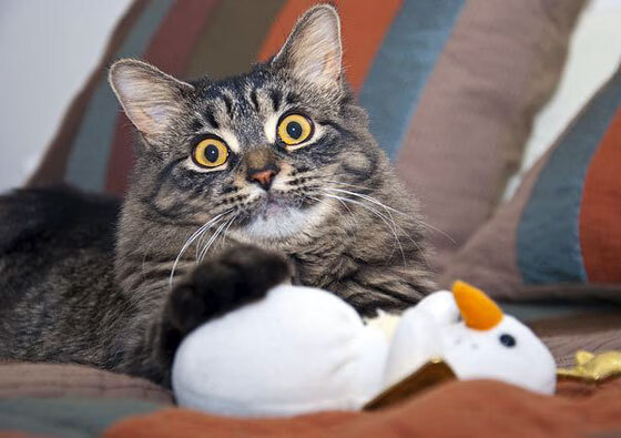 唯一铁幕,美加墨世界杯之夜,莱奥如何用锁链编织防守神话